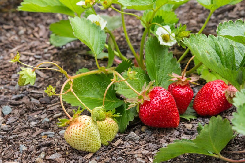 Strawberry plant with ripe strawberries, flowers and leaves