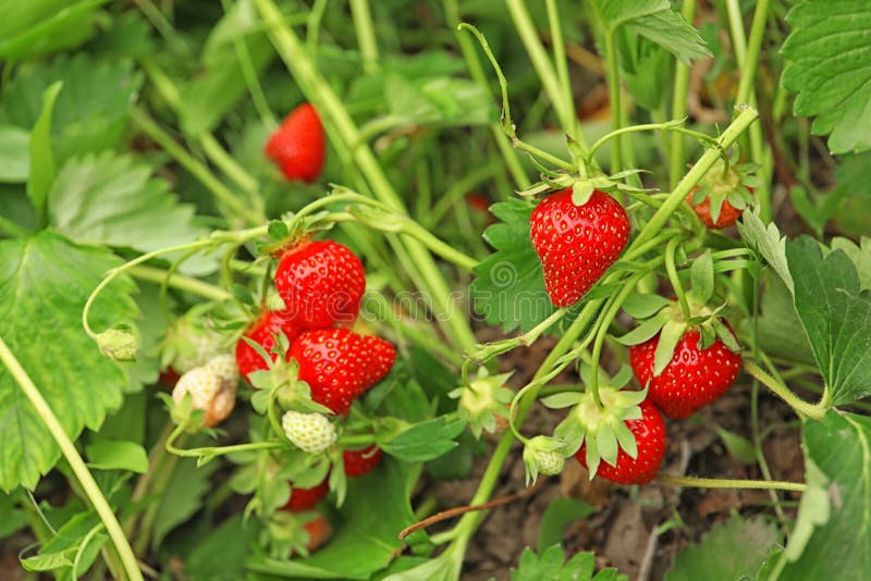 Strawberry plant with ripening berries