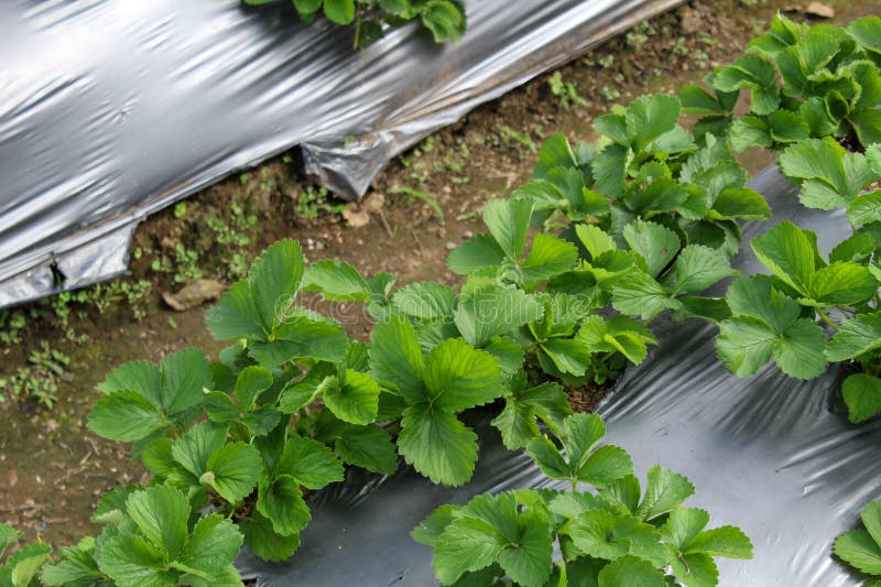 Strawberry Plant Which Has the Scientific Name Fragaria Vesca. Stock ...