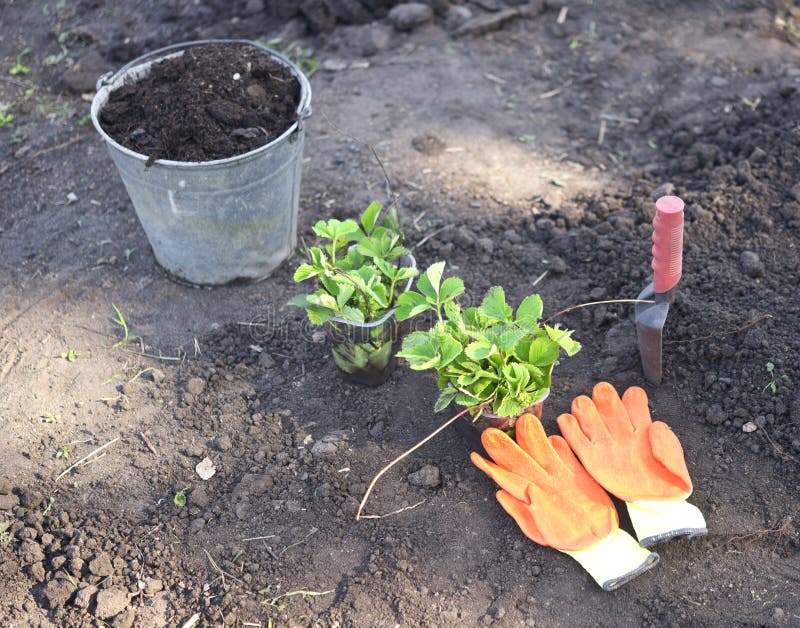 strawberry-planting-on-soil-stock-photo-image-of-rural-strawberry