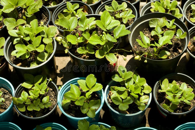 Strawberry plants stock image