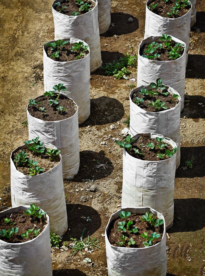 Strawberry plants stock photo