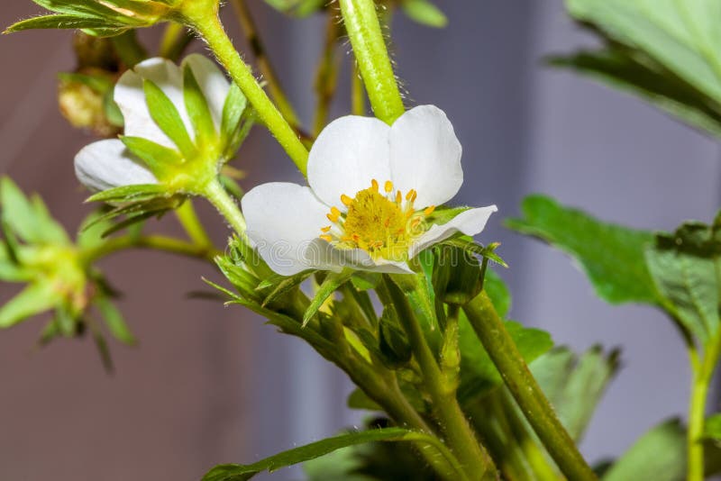 Strawberry plants in bloom stock image. Image of fresh 122104873