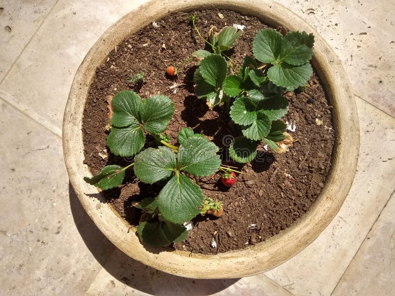 Strawberry plants in container royalty free stock images