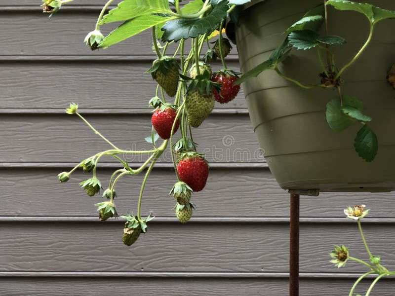 Strawberry Plants in Containers royalty free stock image