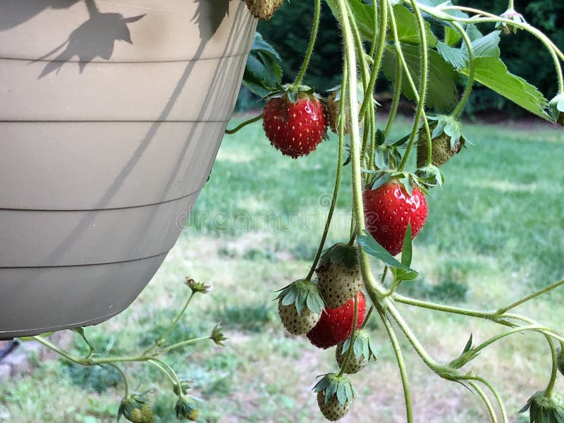 Strawberry Plants in Containers royalty free stock photos
