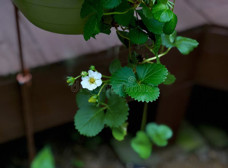 Strawberry Plants in hanging Containers royalty free stock image
