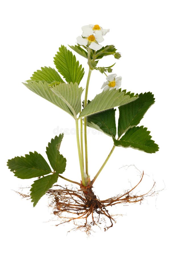 Strawberry plants with flowers