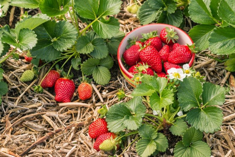 Strawberry plants with ripe strawberries, flowers and bowl of strawberries