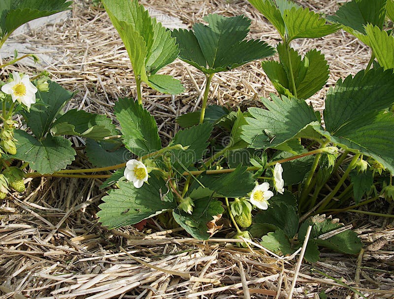 Strawberry Plants in a Straw Mulch Stock Image Image of harvest