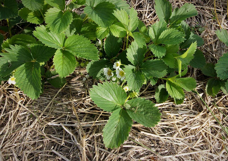 Strawberry Plants in a Straw Mulch Stock Image Image of soil, natural