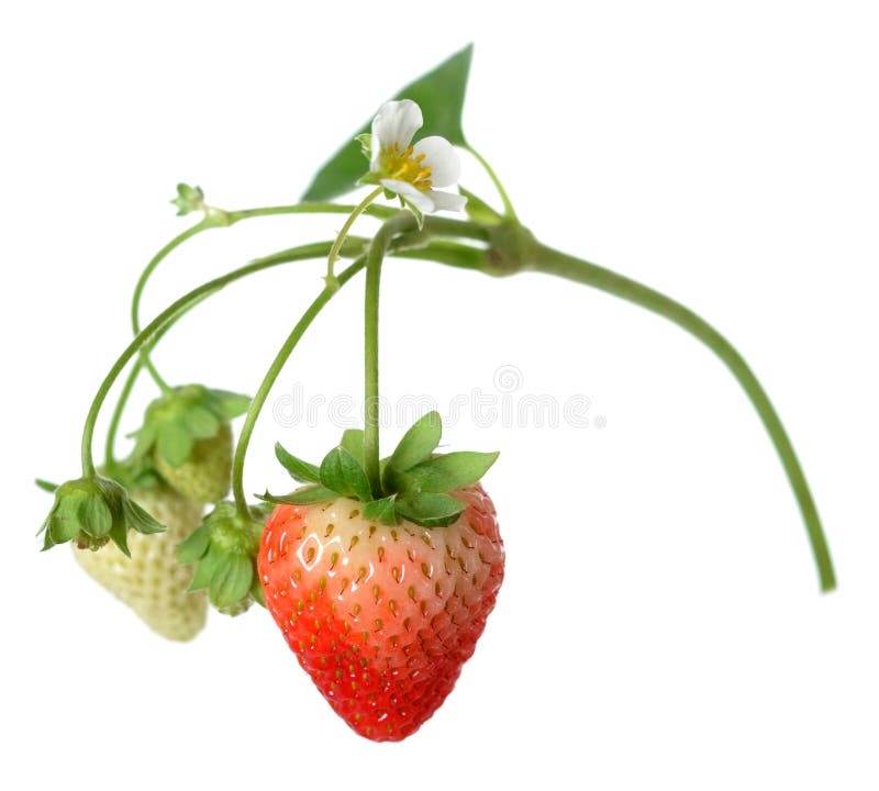 Strawberry stock image. Image of flower, healthy, nature 45505667