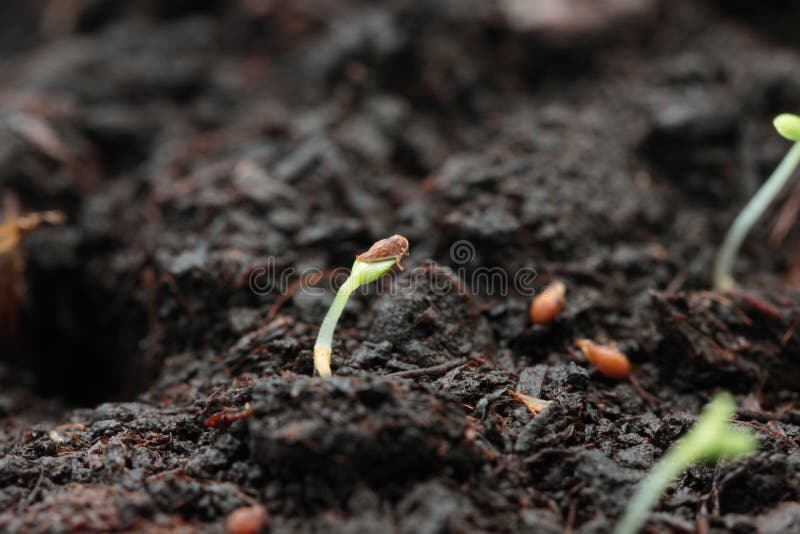 Strawberry Seed Germination Stock Image Image of sprout, soil 139305265