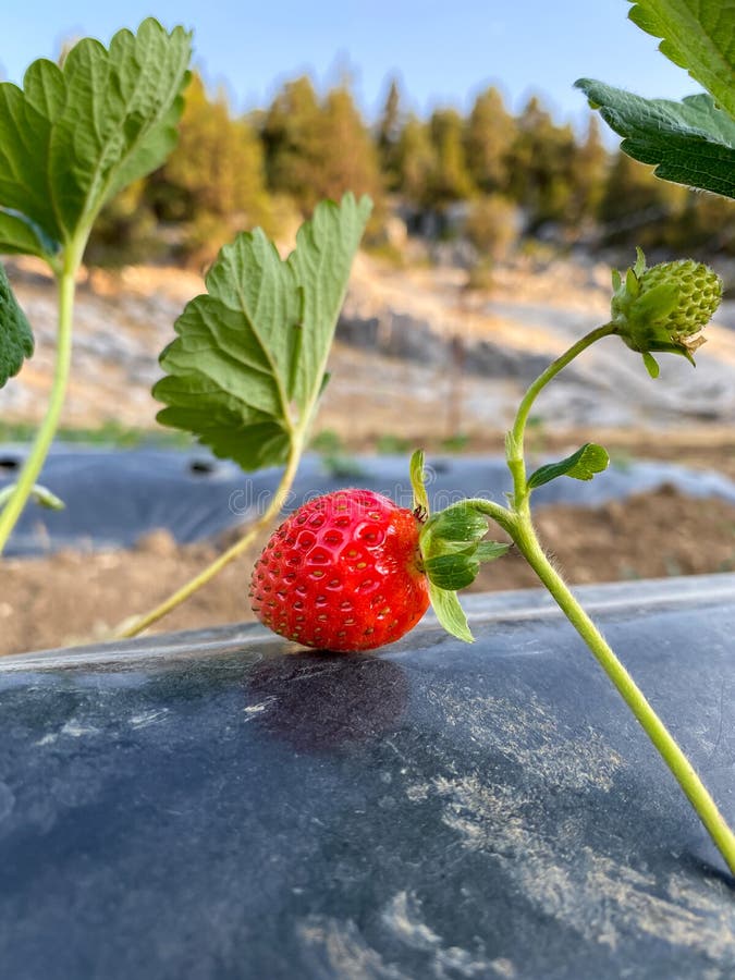 Protecting Strawberry Plants from Fungal Disease or Vermin with