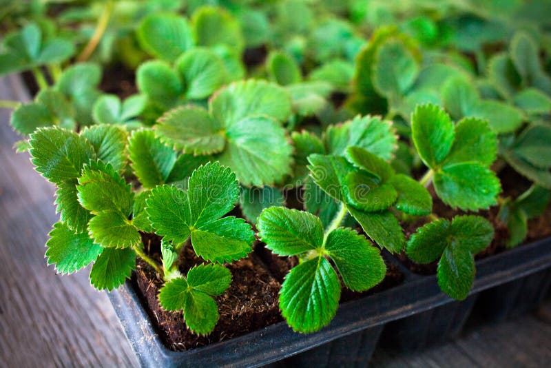 strawberry seedlings strawberry seedlings