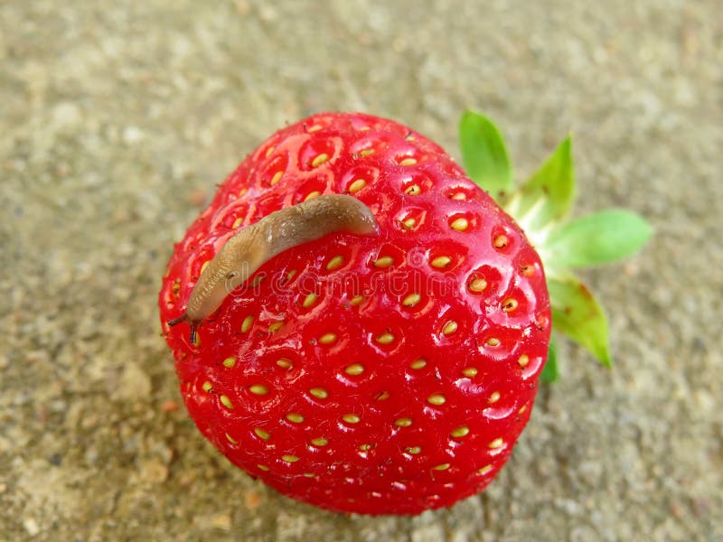 Slug Eats Red Strawberries Closeup Stock Image Image of juicy, organic 151614937
