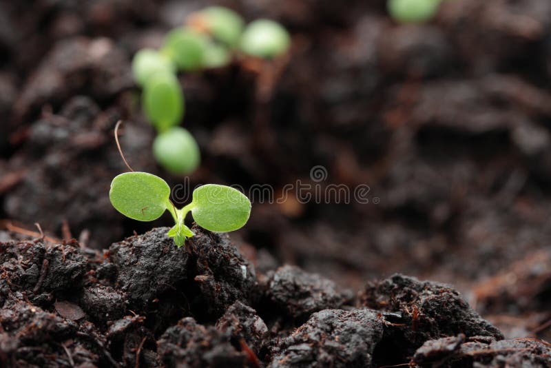 Strawberry sprout stock image. Image of grow, green 139305645