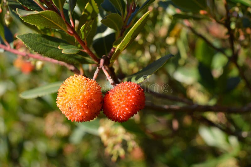 Strawberry tree, cane apple (Arbutus unedo)