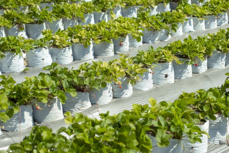 Strawberry Trees are Grown in White Plastic Bags Stock Photo Image of
