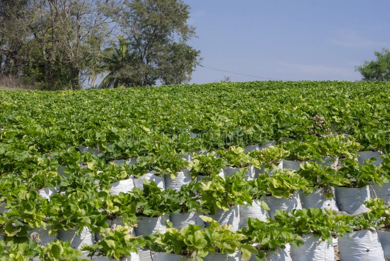 Strawberry Trees are Grown in White Plastic Bags Stock Image Image of