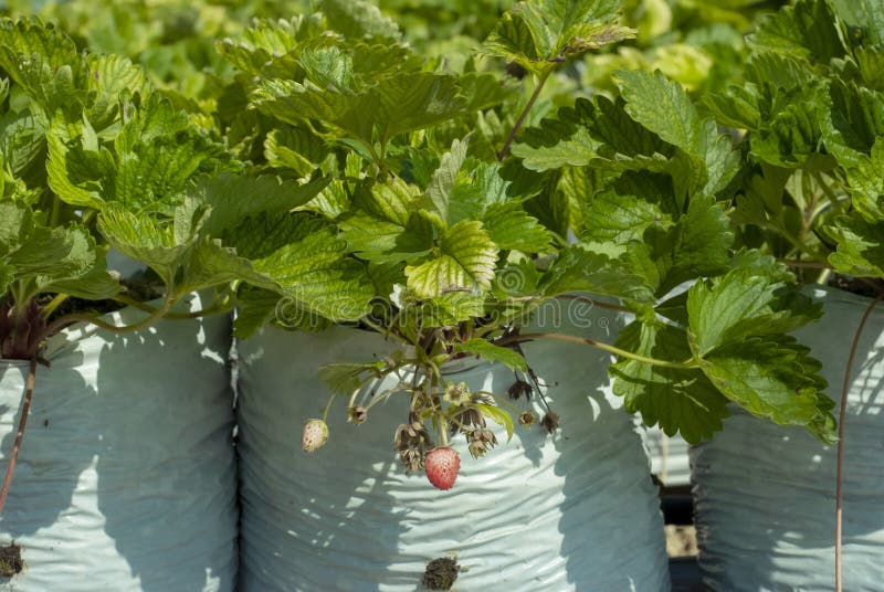 Strawberry Trees are Grown in White Plastic Bags Stock Photo Image of