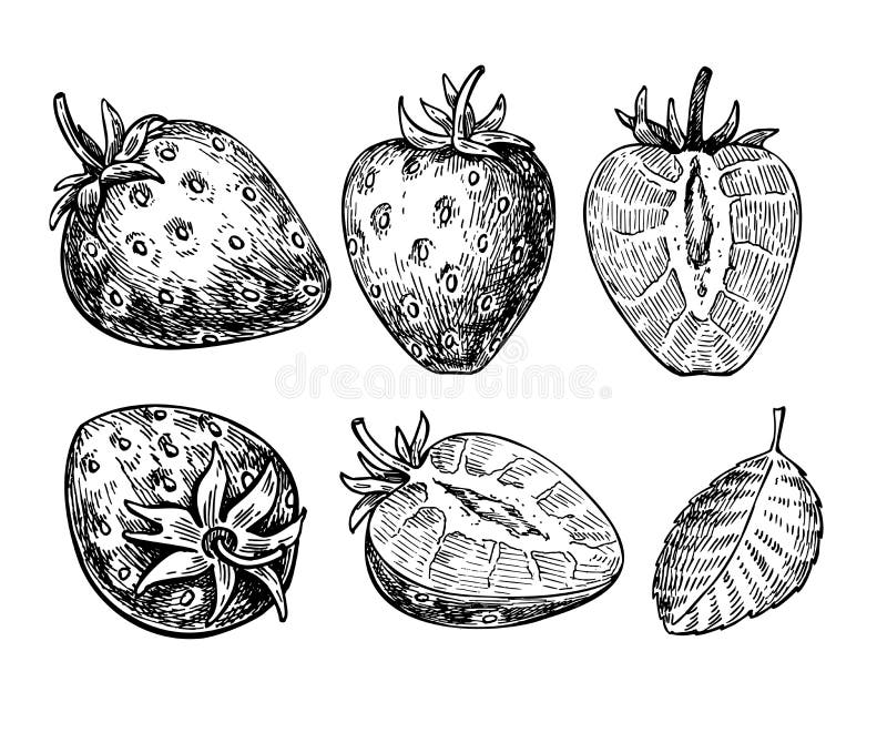 Strawberry Vector Drawing Set. Isolated Hand Drawn Berry, Slice Stock