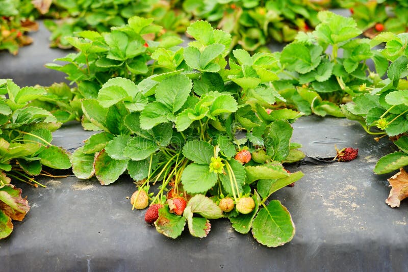 Strawberry on the vine stock image. Image of nurture - 111814395