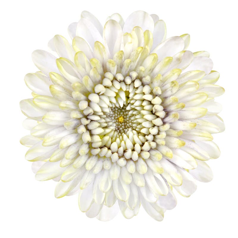 Strawflower branco de florescência isolado no fundo branco fotos de stock royalty free Strawflower branco de florescência isolado no fundo branco fotos de stock royalty free