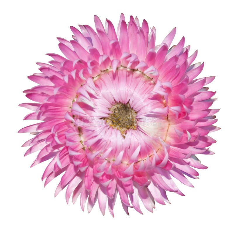 Strawflower cor-de-rosa, bracteatum do Helichrysum isolado imagens de stock Strawflower cor-de-rosa, bracteatum do Helichrysum isolado imagens de stock