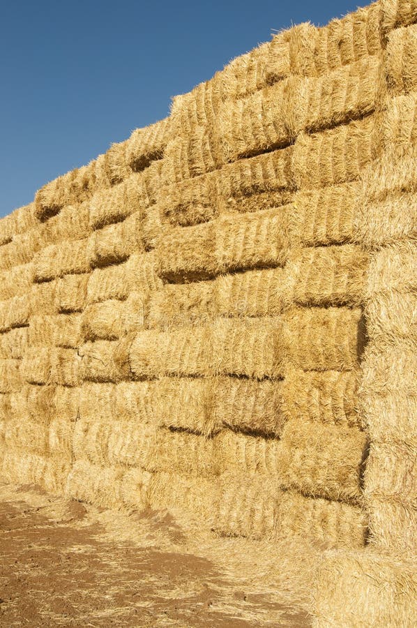 Straws of Hay, Grain Crop Field Stock Image Image of season, farm