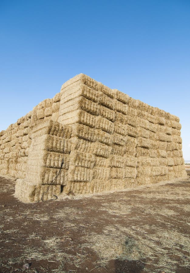 Straws of Hay, Grain Crop Field Stock Image Image of meadow, dark