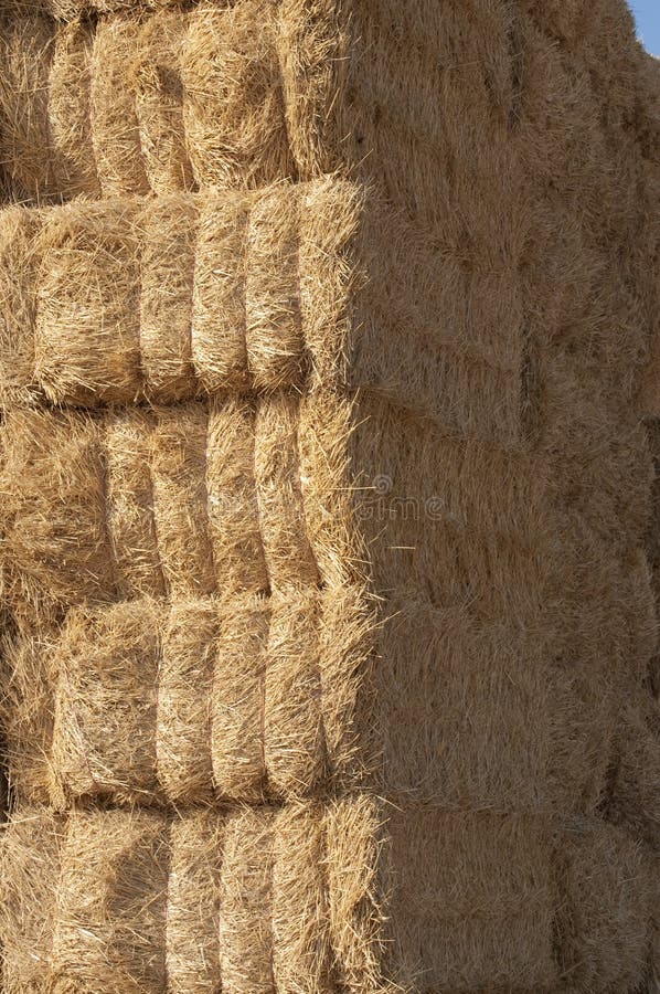Straws of Hay, Grain Crop Field Stock Image Image of timber, sunlight