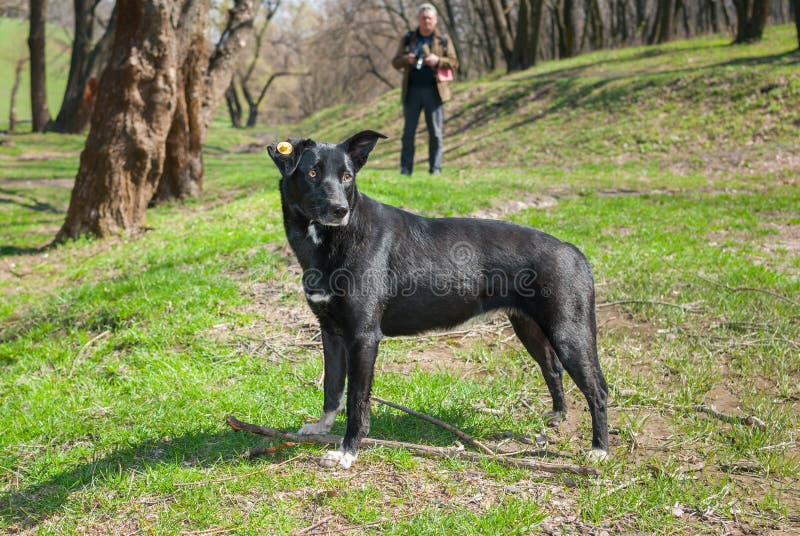 Stray black dog in park stock image. Image of pose, male 52700735