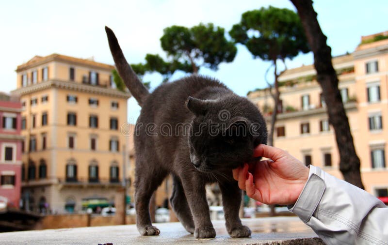 Stray cat royalty free stock images Stray cat royalty free stock images