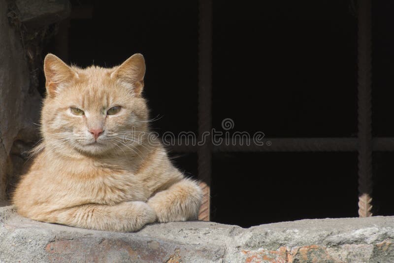 9+ Hundred Cat Gangster Royalty-Free Images, Stock Photos & Pictures