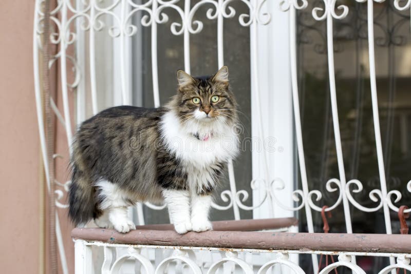 The Stray Cat. Derelict, Forlorn, Alone Cat Outdoor Stock Photo Image
