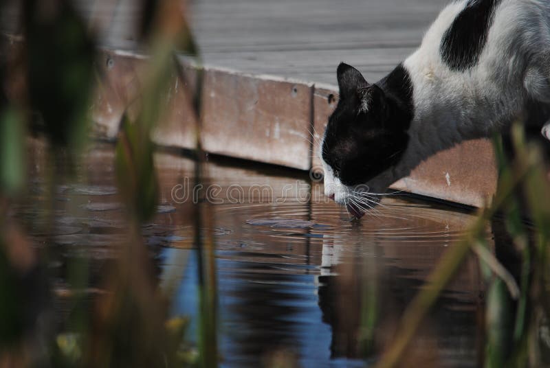 Stray Cat is Drinking Water from an Artificial Pond Stock Image Image