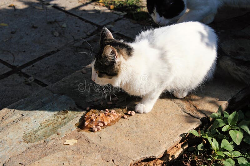 Stray cats eating cat food stock photo. Image of cats 192102620