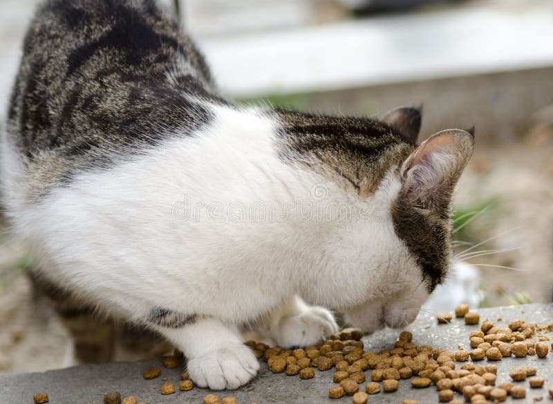 Stray Cat Eating On The Street Stock Image Image of animal, concepts