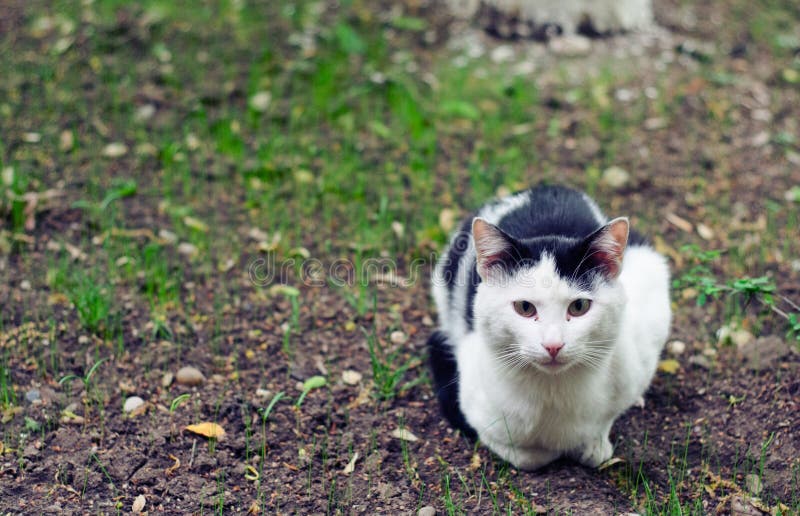 Stray cat in a garden