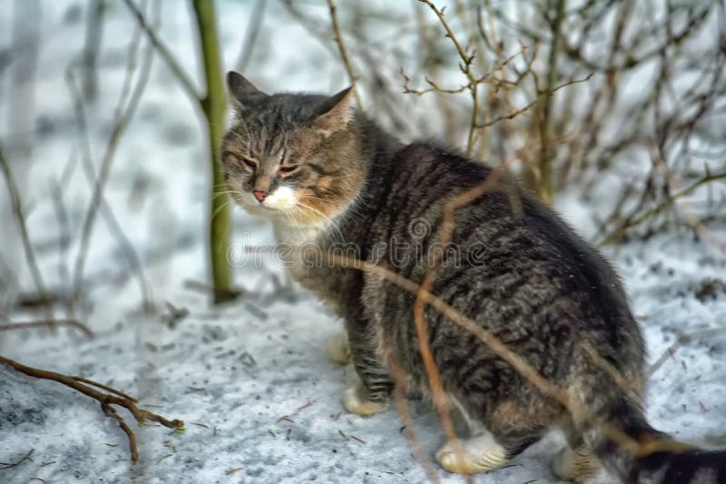 Stray Cat Outdoors in the Snow in Winter Stock Photo Image of eyes