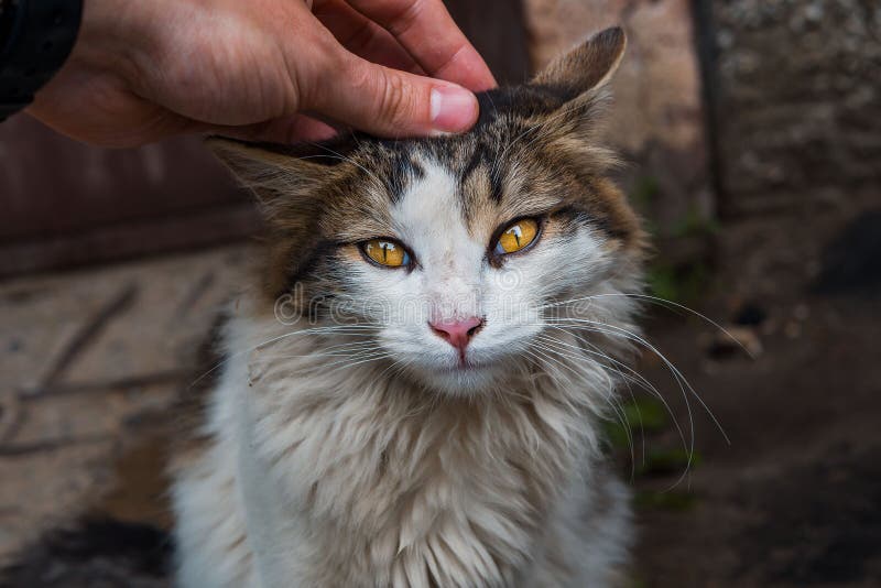 A stray cat outside stock photo. Image of cats, feed 116391810