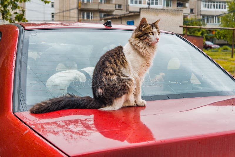 A stray cat outside stock image. Image of outdoor, hair 116391861