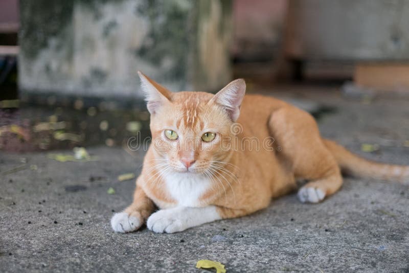 Stray cat stock photography Stray cat stock photography