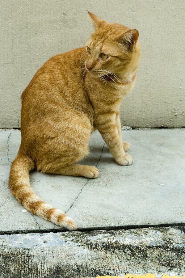 Stray cat in Singapore stock photo. Image of street, singapore 1717768