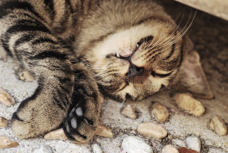 Una foto scattata su un randagio grigio tabby gatto felicemente dormire in una posizione scomoda.