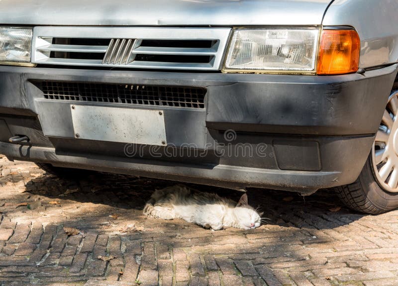 Stray Dog Under Bench stock image. Image of eyes, brown 130894297