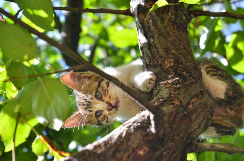 Stray cat stuck on the tree royalty free stock image Stray cat stuck on the tree royalty free stock image