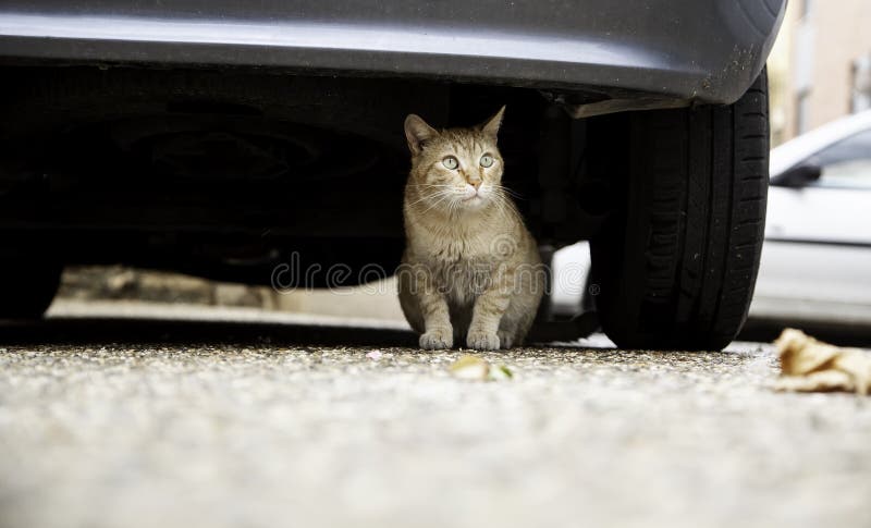 668 Stray Cat Car Photos Free Royalty Free Stock Photos From Dreamstime
