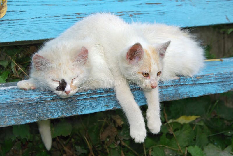 Stray Cats. stock image. Image of city, face, grass, homeless 23846939